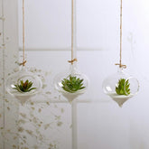 Glass Hanging Terrarium