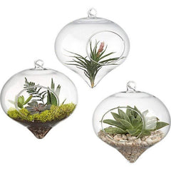 Glass Hanging Terrarium