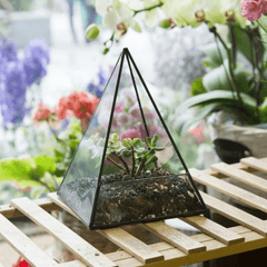 Glass Pyramid Plant Terrarium