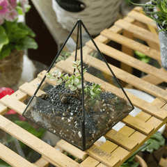 Glass Pyramid Plant Terrarium