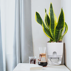 Hydroponic Flowerpot